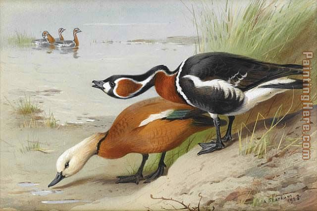Archibald Thorburn Ruddy Shelduck and Red Breasted Goose